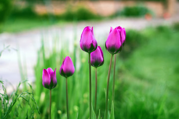 Bright purple tulips on a blurred grass background