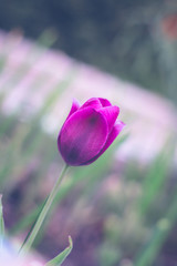 Fototapeta premium Bright purple tulips on a blurred grass background
