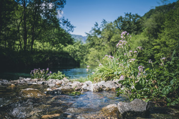 cardamine flower near mountain river