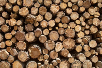 Α walk in the woods