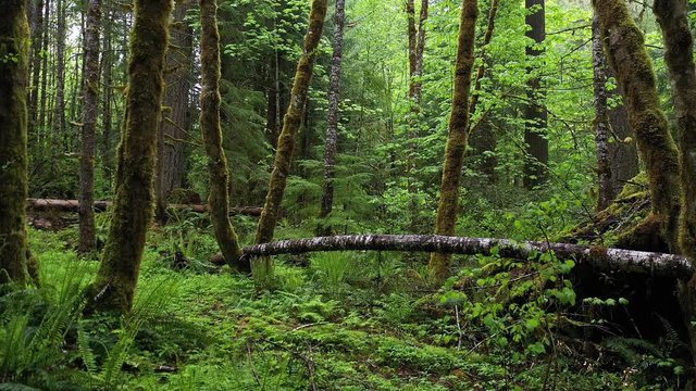 Slowly flying through green forest in Oregon along the Hobbit trail.
