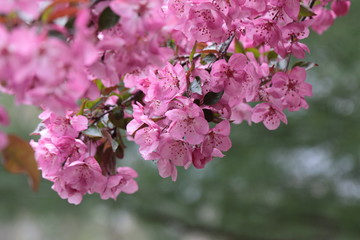 Pink Crabapple flowers on arching brances