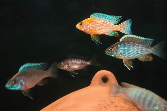 ciclidos