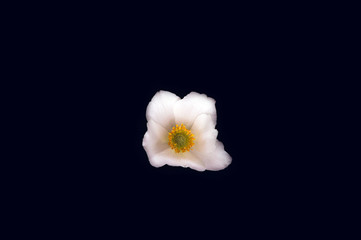 White flower on a black background
