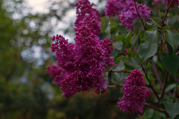 Bunches of lilac with green leaves on a blurred background of nature