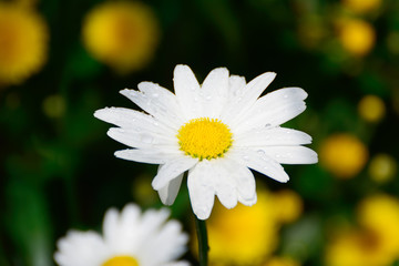 chamomile in the grass