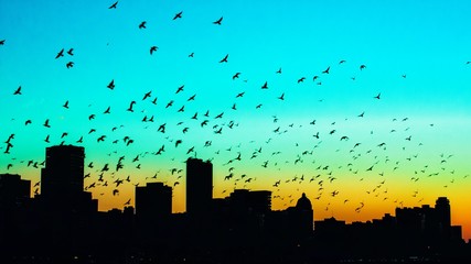 Zwerm vogels vliegen over silhouet stad tegen lucht