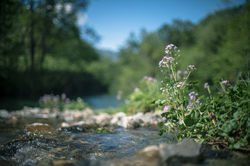 Obraz na płótnie Canvas cardamine flower near mountain river
