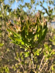 green, and brown plant