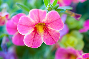 pink flowers in the garden
