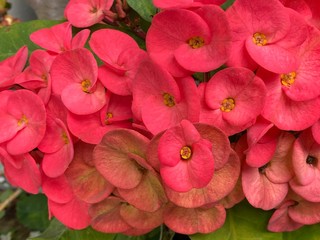 Euphorbia Flower Plant Photo