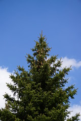 Canadian spring green trail and landscapes