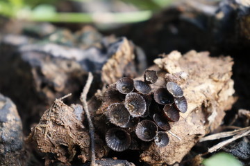 mushrooms on a tree trunk
