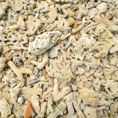 Corals stones shells sticks and sand on the beach