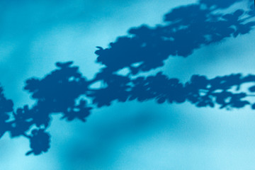Shadow of blooming tree branch on blue background