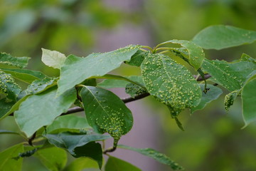 Diseased Tree Leaves