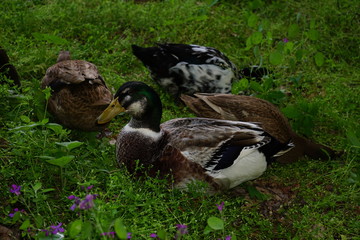 Drake Duck and his Hens in the Woods around Silver dollar flowers