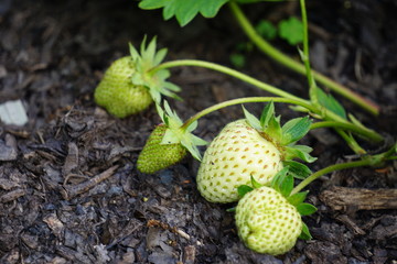Unripe Strawberry Plant