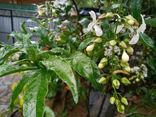 Rain drops leaves and white flowers  in the home garden at the rainy day in Sri lanka