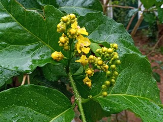 Yello fruit flowers  in the garden at rainy day in sri lanka.