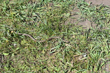 Snake in the Grass