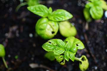 Basil Transplants with Bug Damage 