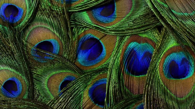 Feathers of tropical peacock bird. Macro rotation close-up view. Beautiful animals. color accuracy of nature.