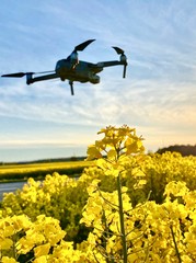 Drone over rapeseed field in Sweden