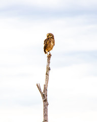 Bela coruja-buraqueira (Athene cunicularia) de pé sobre um galho seco