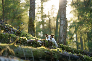 dog in the forest. Jack Russell Terrier . Tracking in nature. Pet resting