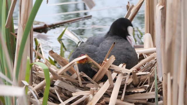 black water chicken on a nest with chicks 2020 coot