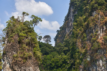 pine tree on a mountain slope