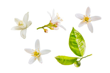 Isolated orange blossoms. Small branch of orange tree with flowers and leaves isolated on white...