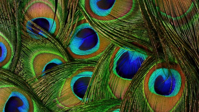 Very beautiful peacock feathers. Natural rotating colorful pattern. Macro close-up view. 4k. Can be used as transitions, added to projects