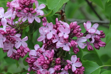 Fototapeta na wymiar Branches of pink Lilac flowers