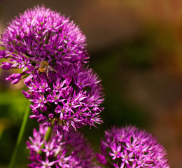 Fototapeta premium Homer garden purple giant onion flowerbed spring may flowers and a bee insect on blurred background. A photo with free blank copy space for text. For cards, posters, website decoration etc