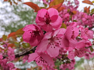 Pink Crabapple flowers on arching brances
