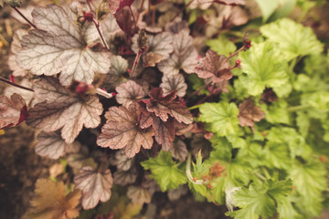 Various types of heuchera plants in a flowerbed. For flower plants shops ads, posters, cards, seeds websites, books or catalogs decor