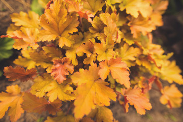 Fototapeta na wymiar Various types of heuchera plants in a flowerbed. For flower plants shops ads, posters, cards, seeds websites, books or catalogs decor