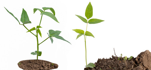 String bean plant growing on soil isolated on white background