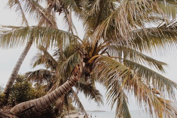 Processed with VSCO with m5 preset
Palm tree in Maui, Hawaii