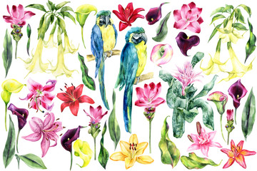 Big set of flowers, parrot macaw bird, lilly, calla lily, lilies, brugmansia, aechmea, curcuma on an isolated background, watercolor painting, botanical illustration, design, stock illustration.