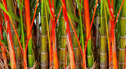 lipstick palm red sealing wax palm