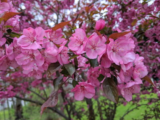 Pink Crabapple flowers on arching brances