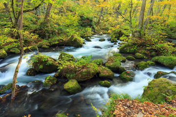 Oirase Stream (Oirase Keiryu), the mountain stream outlet draining Lake Towada in Aomori Prefecture, Tohoku region, Japan. The most famous and popular autumn colors destinations in Japan.