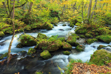 Fototapeta premium Oirase Stream (Oirase Keiryu), the mountain stream outlet draining Lake Towada in Aomori Prefecture, Tohoku region, Japan. The most famous and popular autumn colors destinations in Japan.