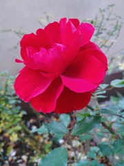pink rose in garden
