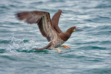 Brown Booby photographed in the Atlantic Ocean, in front of Vitoria, Espirito Santo. Southeast of Brazil. Picture made in 2018.