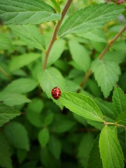 ladybug on green leaf