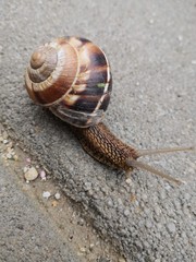 snail on the road